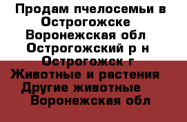 Продам пчелосемьи в Острогожске - Воронежская обл., Острогожский р-н, Острогожск г. Животные и растения » Другие животные   . Воронежская обл.